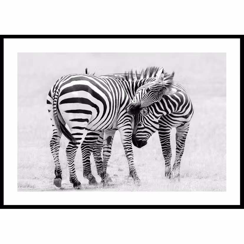 Poster Gallerix Zebras B&W 30x40 cm