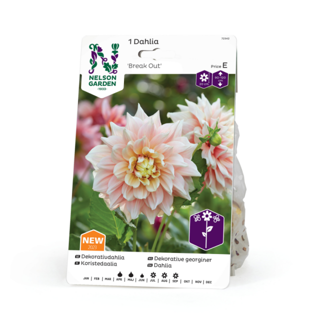 DAHLIAKNÖL NELSON GARDEN HÖG DEK. GRÄDDROSA