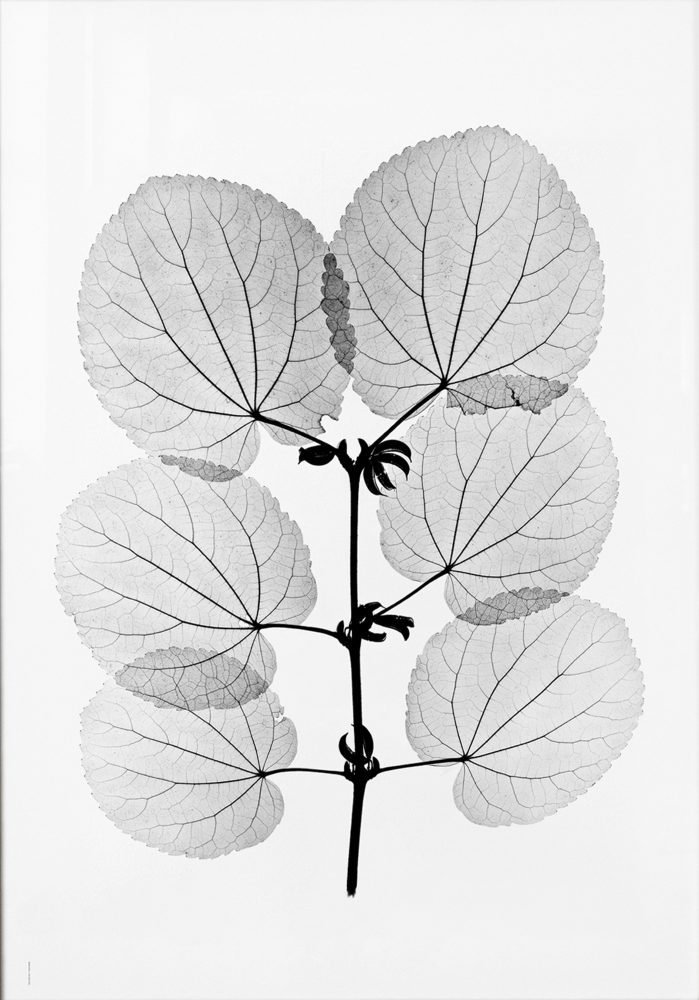 Katsura poster, 70x100 cm