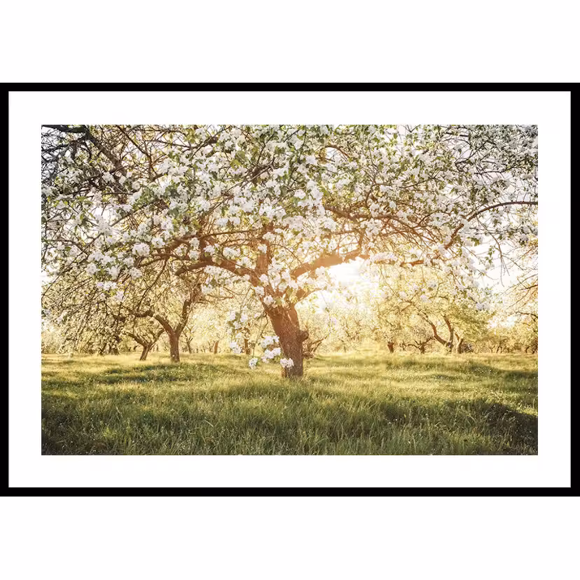 Poster Gallerix Blossom Meadow 50x70 cm